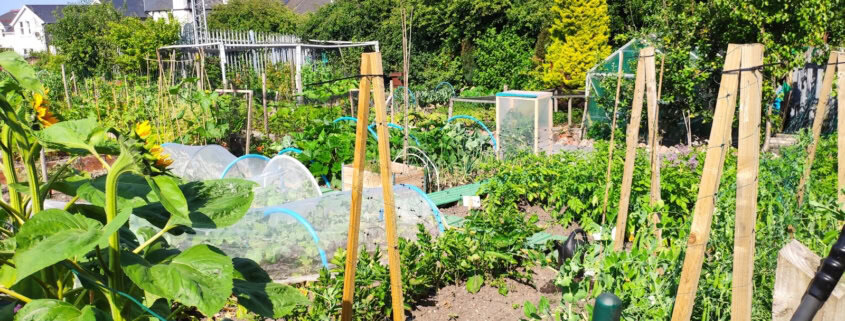 a garden filled with lots of green plants