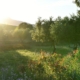 green grass field and green trees during daytime