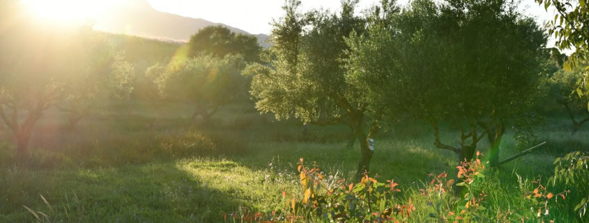 green grass field and green trees during daytime